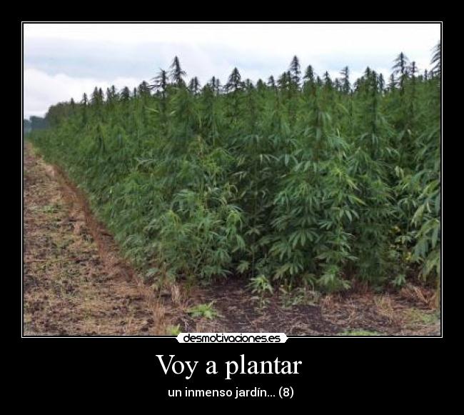 Voy a plantar - un inmenso jardín... (8)