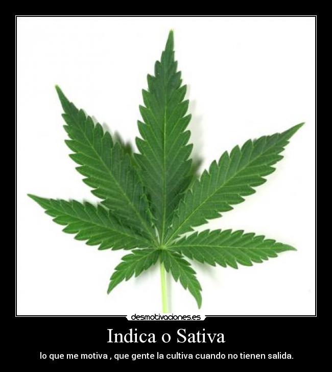 Indica o Sativa - lo que me motiva , que gente la cultiva cuando no tienen salida.