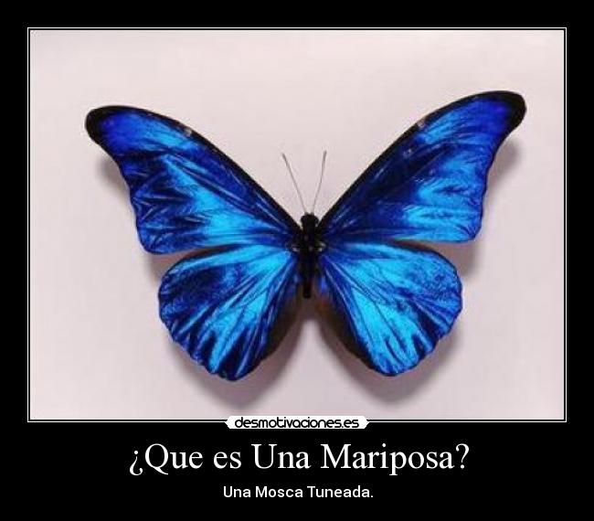 ¿Que es Una Mariposa? - Una Mosca Tuneada.