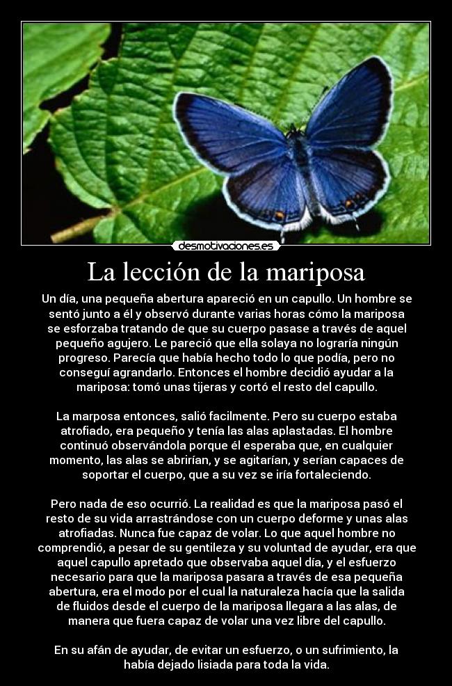 La lección de la mariposa - Un día, una pequeña abertura apareció en un capullo. Un hombre se
sentó junto a él y observó durante varias horas cómo la mariposa
se esforzaba tratando de que su cuerpo pasase a través de aquel
pequeño agujero. Le pareció que ella solaya no lograría ningún
progreso. Parecía que había hecho todo lo que podía, pero no
conseguí agrandarlo. Entonces el hombre decidió ayudar a la
mariposa: tomó unas tijeras y cortó el resto del capullo.

La marposa entonces, salió facilmente. Pero su cuerpo estaba
atrofiado, era pequeño y tenía las alas aplastadas. El hombre
continuó observándola porque él esperaba que, en cualquier
momento, las alas se abrirían, y se agitarían, y serían capaces de
soportar el cuerpo, que a su vez se iría fortaleciendo.

Pero nada de eso ocurrió. La realidad es que la mariposa pasó el
resto de su vida arrastrándose con un cuerpo deforme y unas alas
atrofiadas. Nunca fue capaz de volar. Lo que aquel hombre no
comprendió, a pesar de su gentileza y su voluntad de ayudar, era que
aquel capullo apretado que observaba aquel día, y el esfuerzo
necesario para que la mariposa pasara a través de esa pequeña
abertura, era el modo por el cual la naturaleza hacía que la salida
de fluidos desde el cuerpo de la mariposa llegara a las alas, de
manera que fuera capaz de volar una vez libre del capullo.

En su afán de ayudar, de evitar un esfuerzo, o un sufrimiento, la
había dejado lisiada para toda la vida.