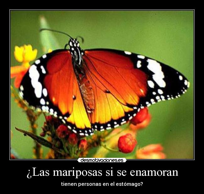 ¿Las mariposas si se enamoran - 