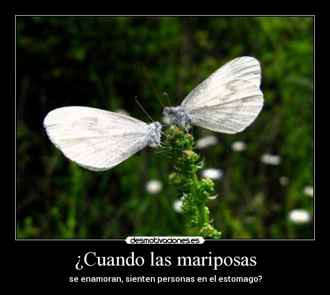 ¿Cuando las mariposas - se enamoran, sienten personas en el estomago?
