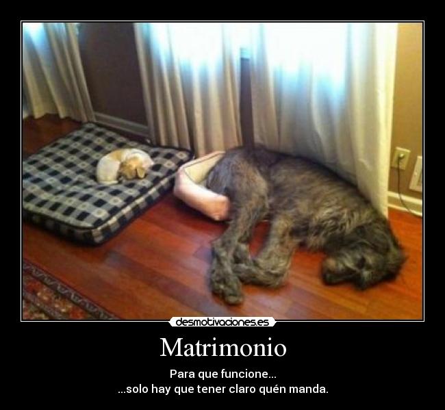 carteles matrimonio pareja perro dormir siesta amimales novios desmotivaciones