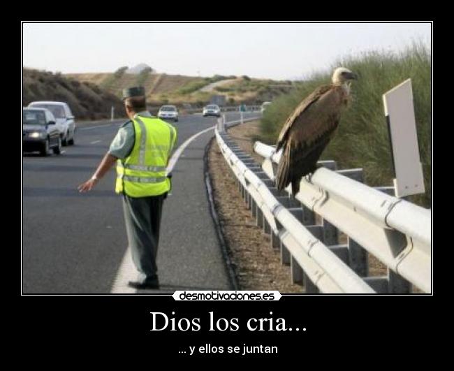 Dios los cria... - ... y ellos se juntan