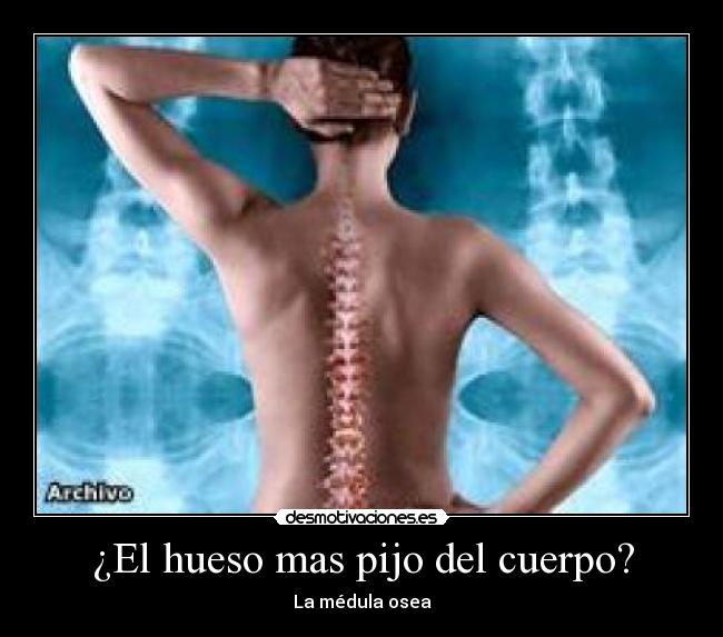 ¿El hueso mas pijo del cuerpo? -