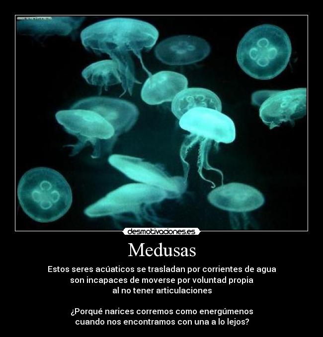 Medusas -
