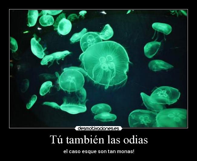 Tú también las odias - 