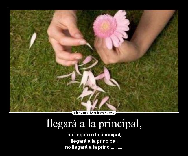 llegará a la principal, - 