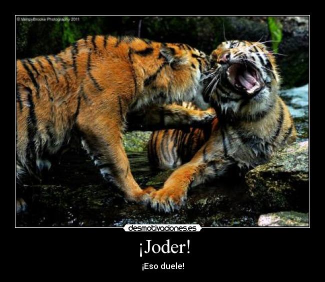 carteles tigres dolor eso duele desmotivaciones