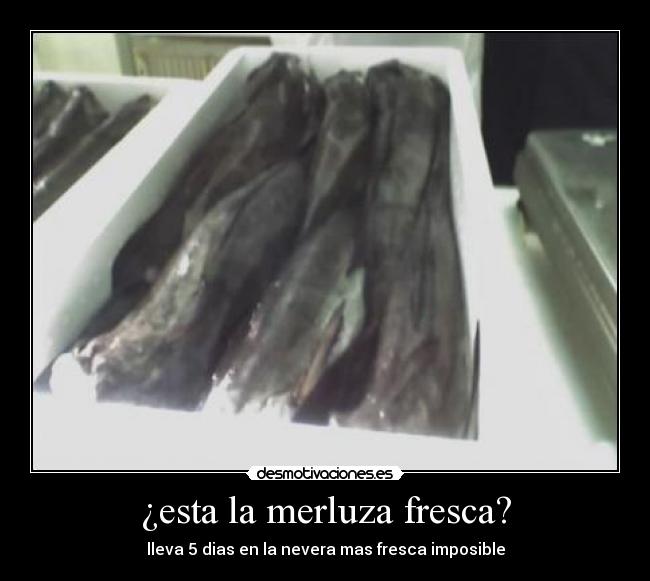 ¿esta la merluza fresca? -