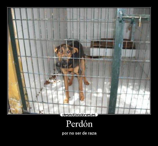 Perdón - por no ser de raza
