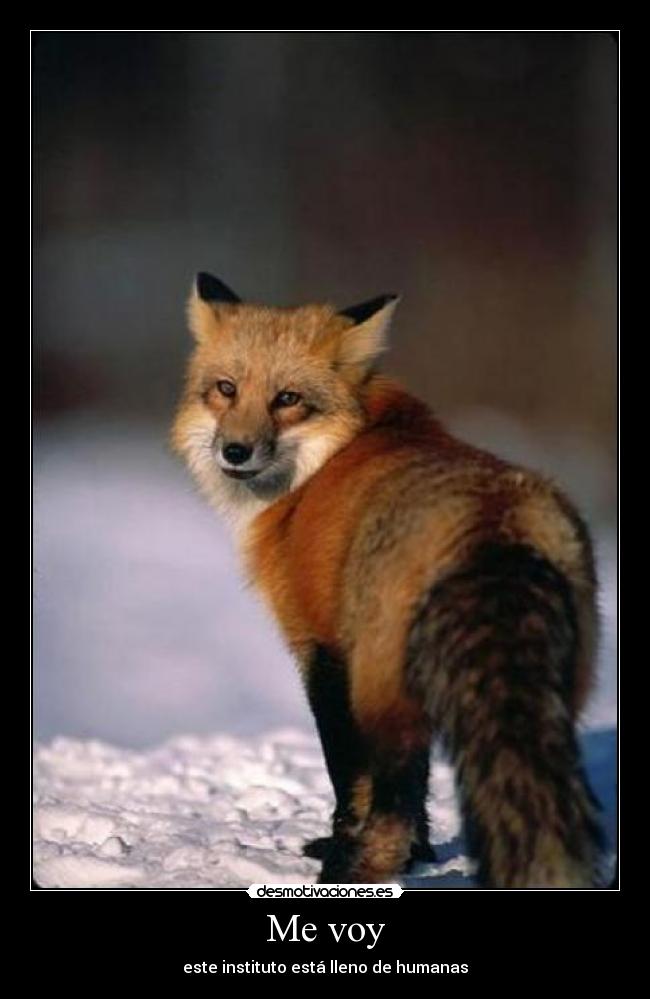 Me voy - este instituto está lleno de humanas