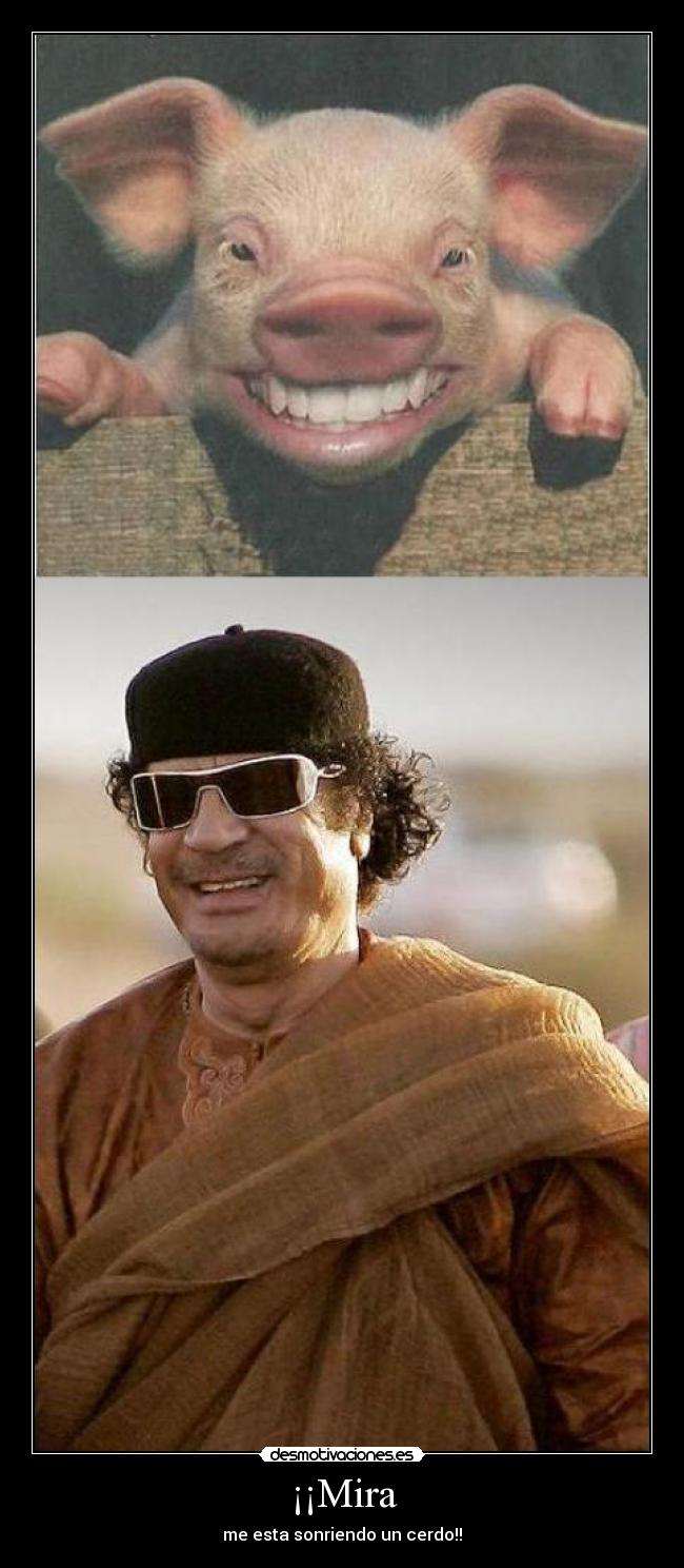 ¡¡Mira - me esta sonriendo un cerdo!!