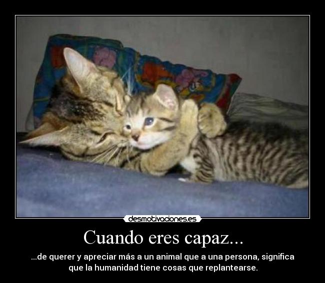 Cuando eres capaz... - ...de querer y apreciar más a un animal que a una persona, significa
que la humanidad tiene cosas que replantearse.