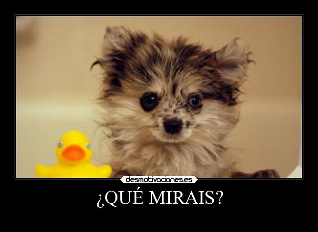 ¿QUÉ MIRAIS? -