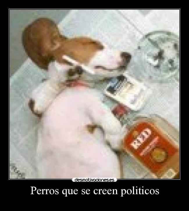 Perros que se creen politicos -