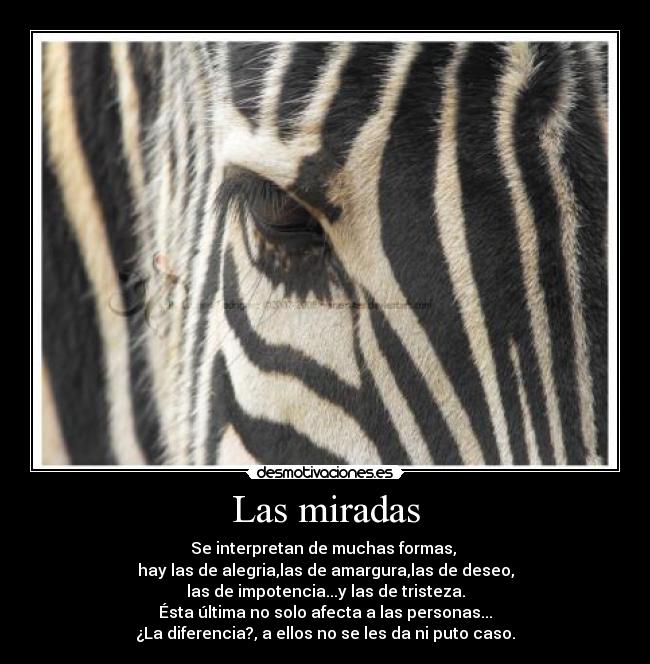 Las miradas - Se interpretan de muchas formas, 
hay las de alegria,las de amargura,las de deseo,
las de impotencia...y las de tristeza.
Ésta última no solo afecta a las personas...
¿La diferencia?, a ellos no se les da ni puto caso.