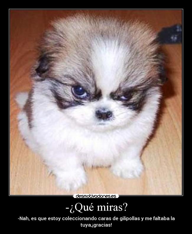 -¿Qué miras? - -Nah, es que estoy coleccionando caras de gilipollas y me faltaba la tuya,¡gracias!