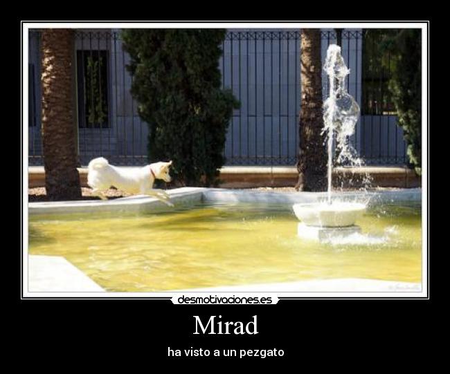 carteles pezgato desmotivaciones