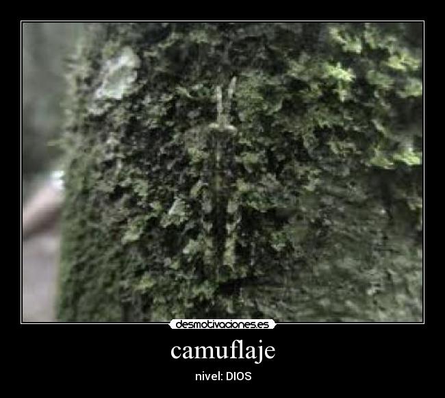 camuflaje - nivel: DIOS
