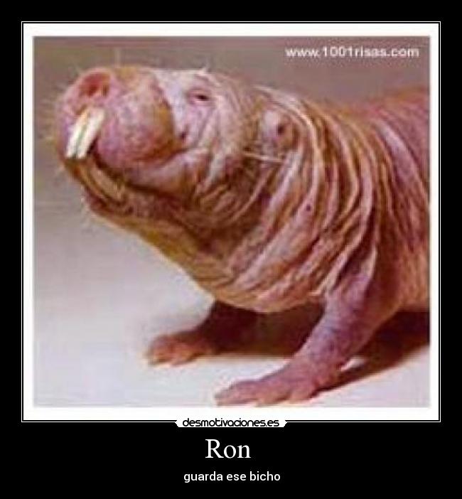 Ron - guarda ese bicho
