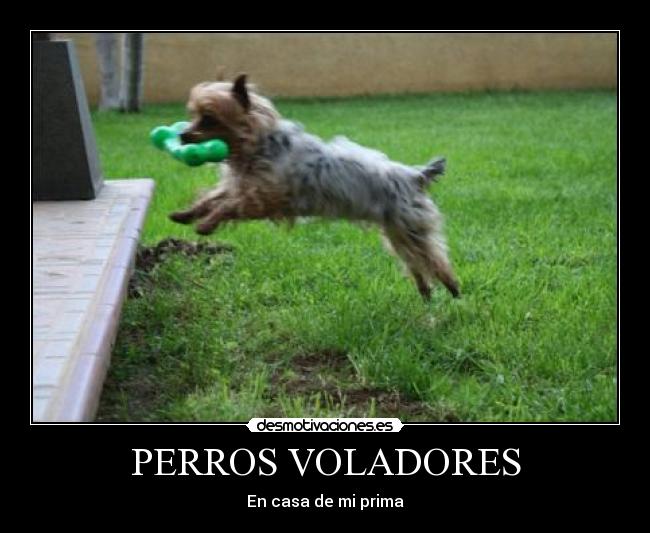 carteles perros voladores desmotivaciones