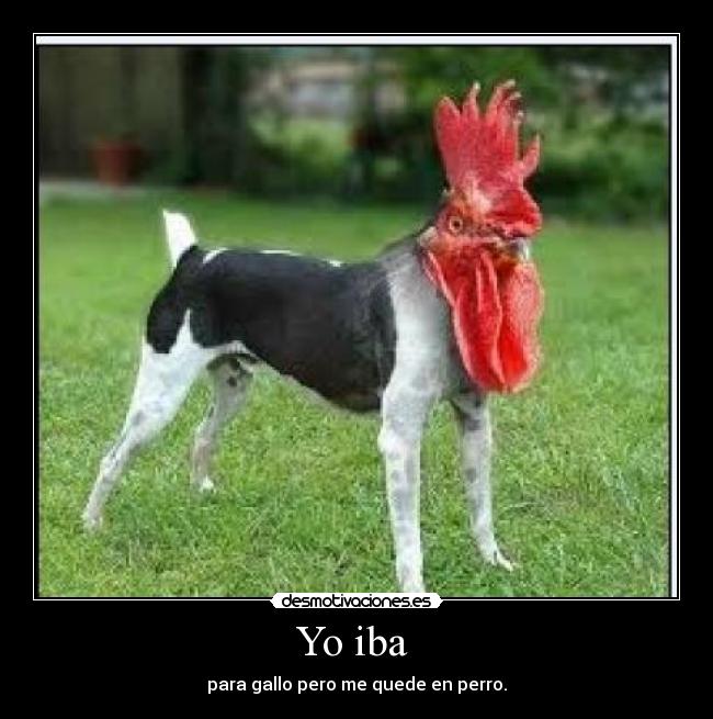 Yo iba  - para gallo pero me quede en perro.