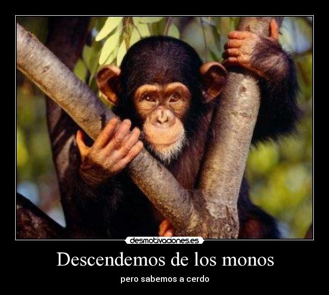 Descendemos de los monos - pero sabemos a cerdo