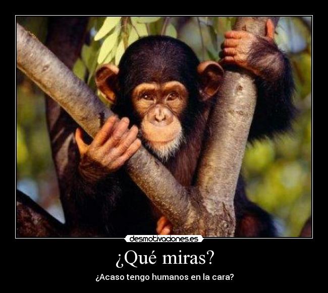 ¿Qué miras? - ¿Acaso tengo humanos en la cara?