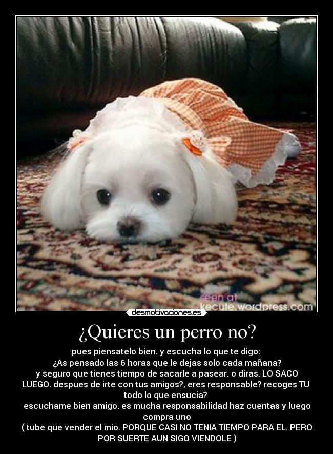 ¿Quieres un perro no? - 