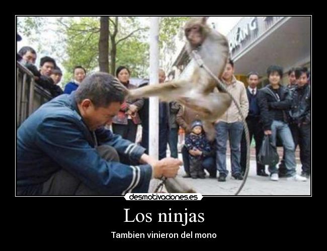 Los ninjas - Tambien vinieron del mono