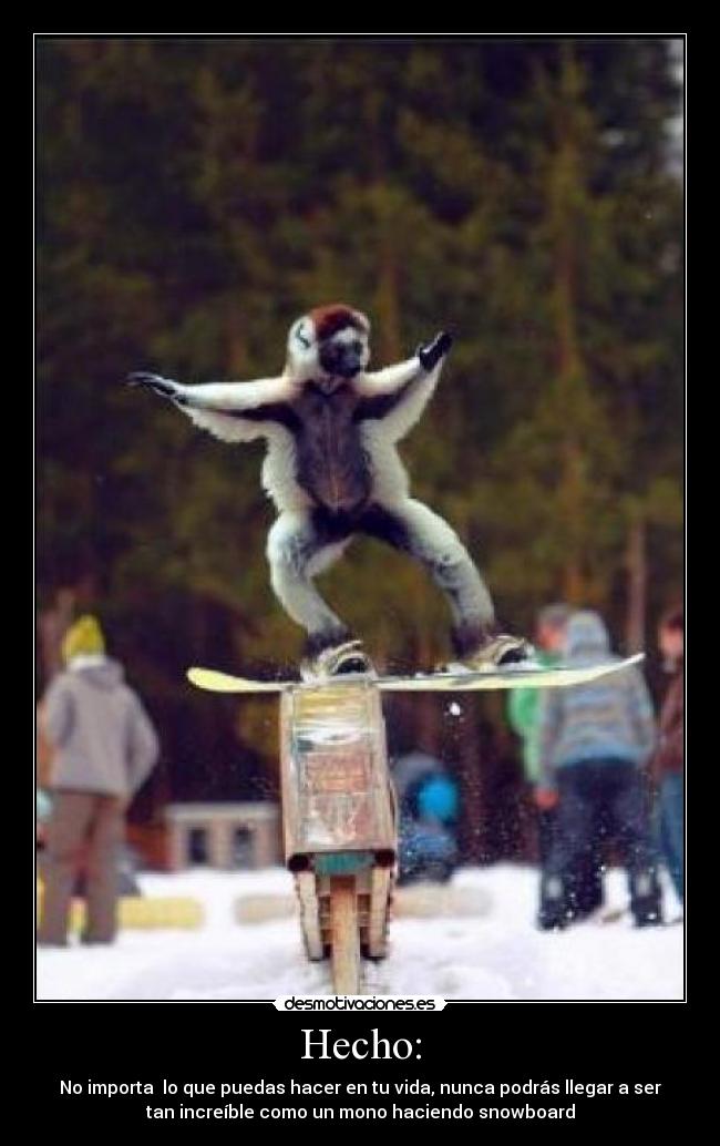 Hecho: - No importa  lo que puedas hacer en tu vida, nunca podrás llegar a ser
tan increíble como un mono haciendo snowboard