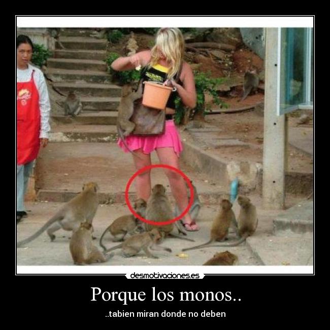 Porque los monos.. - 