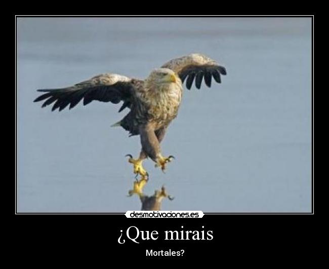 ¿Que mirais -