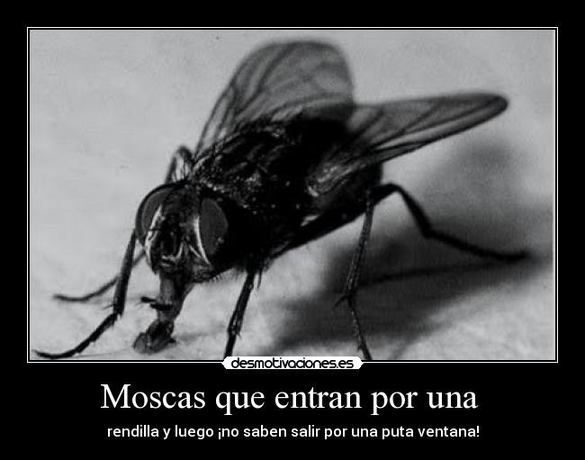 Moscas que entran por una  - 