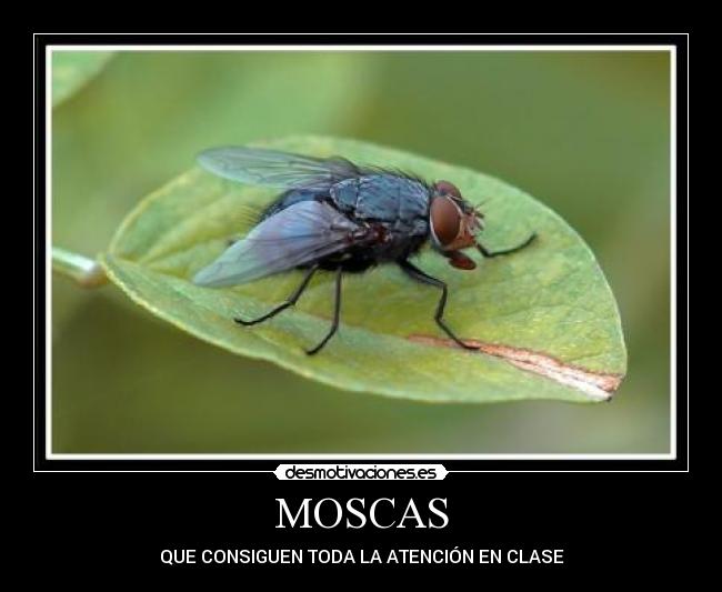 MOSCAS - QUE CONSIGUEN TODA LA ATENCIÓN EN CLASE