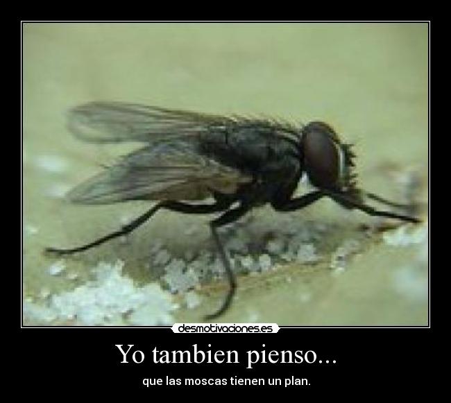 Yo tambien pienso... - 