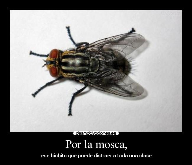 Por la mosca, - ese bichito que puede distraer a toda una clase