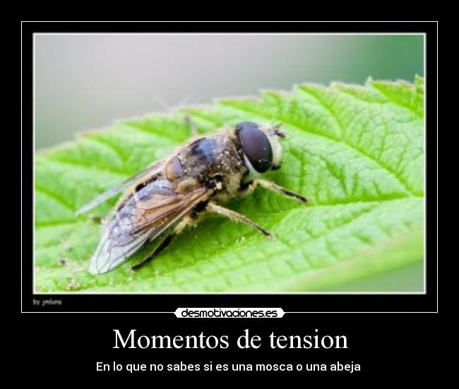 Momentos de tension -