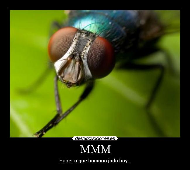 MMM - Haber a que humano jodo hoy...