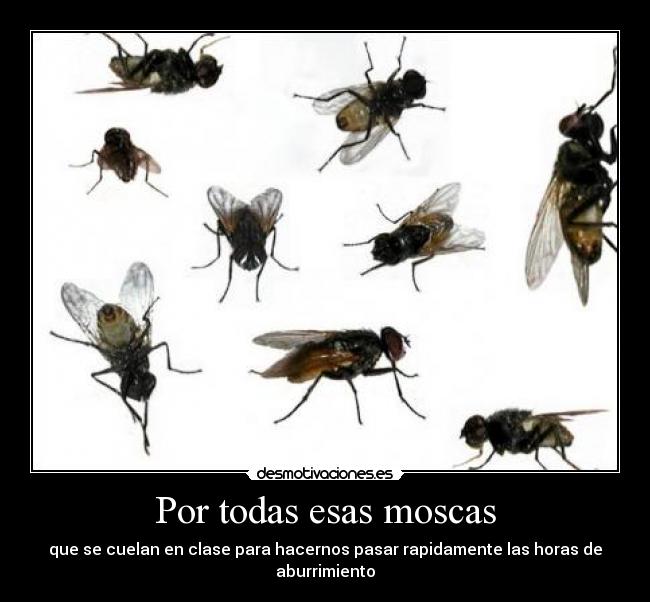 Por todas esas moscas -