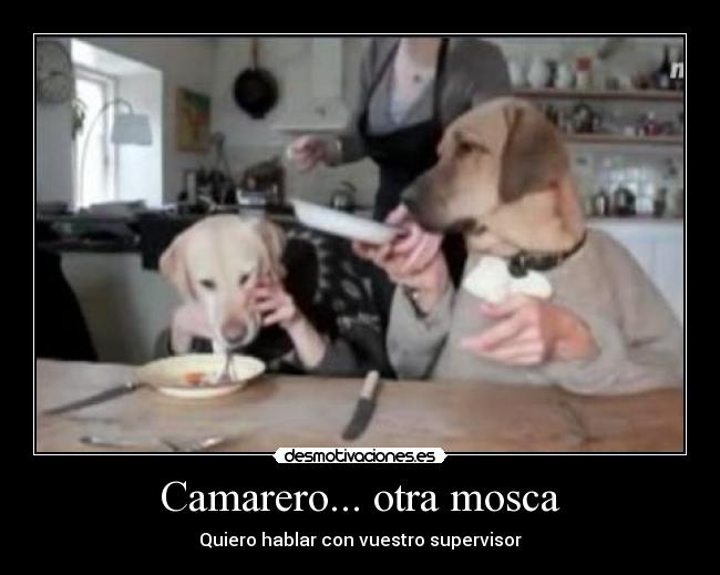 Camarero... otra mosca -