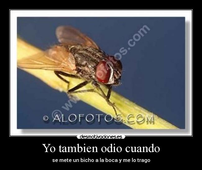 Yo tambien odio cuando - 