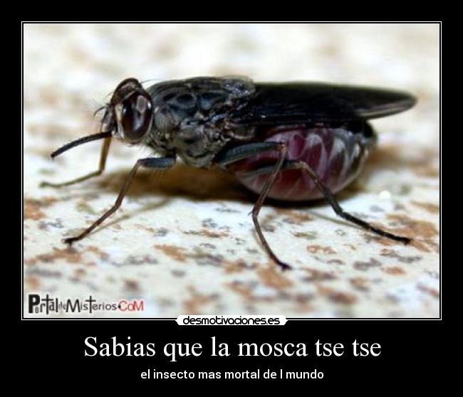 Sabias que la mosca tse tse - 