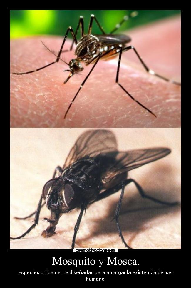 Mosquito y Mosca. - Especies únicamente diseñadas para amargar la existencia del ser humano.