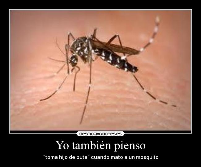 Yo también pienso - toma hijo de puta cuando mato a un mosquito
