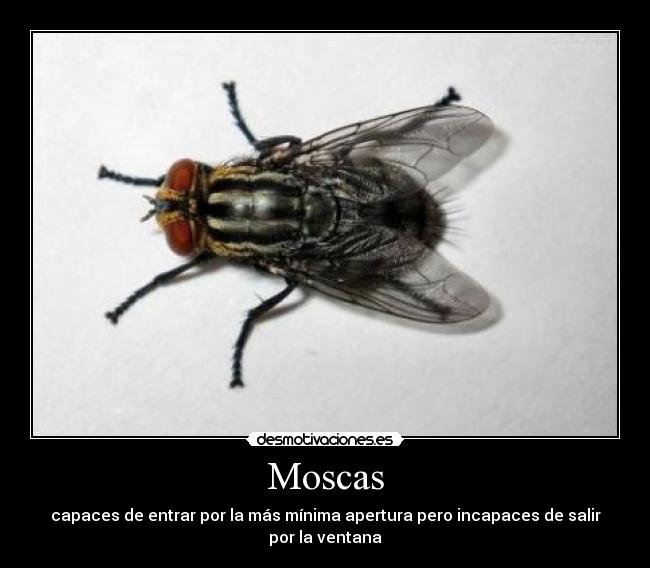 Moscas - 