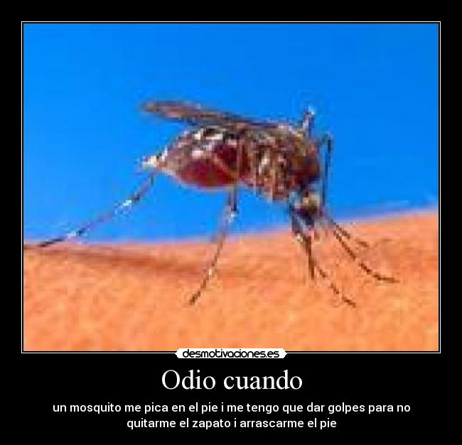 Odio cuando - un mosquito me pica en el pie i me tengo que dar golpes para no
quitarme el zapato i arrascarme el pie