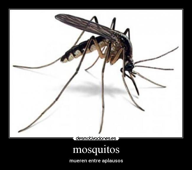 mosquitos -