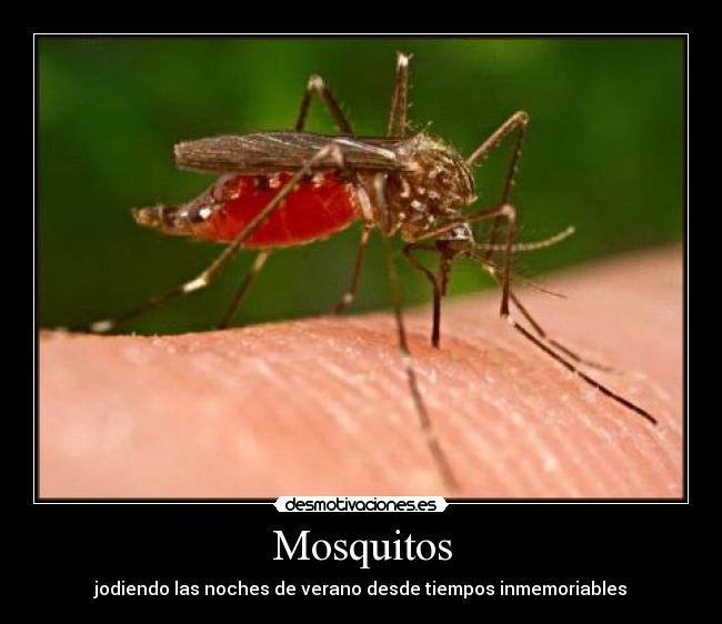 Mosquitos - jodiendo las noches de verano desde tiempos inmemoriables